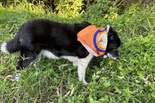 Tippy Pet Bandana