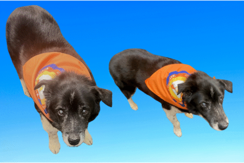 Gratitude Walk Pet Bandanas modeled by Tippy