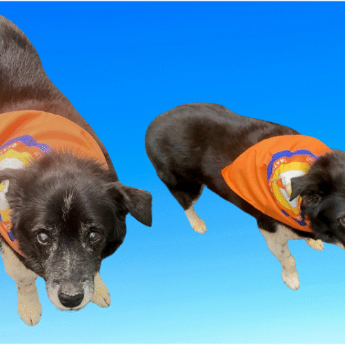 Gratitude Walk Pet Bandanas modeled by Tippy